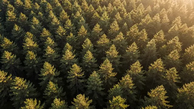A top-down aerial view of a dense pine forest lit by warm golden sunrise light spilling over the treetops