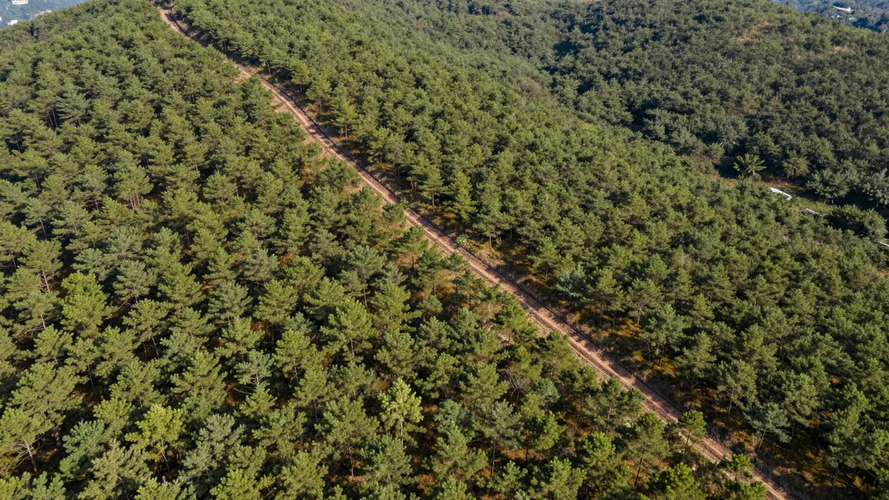 High-angle aerial view of a straight dirt firebreak cutting across rolling hills covered in dense pine plantation