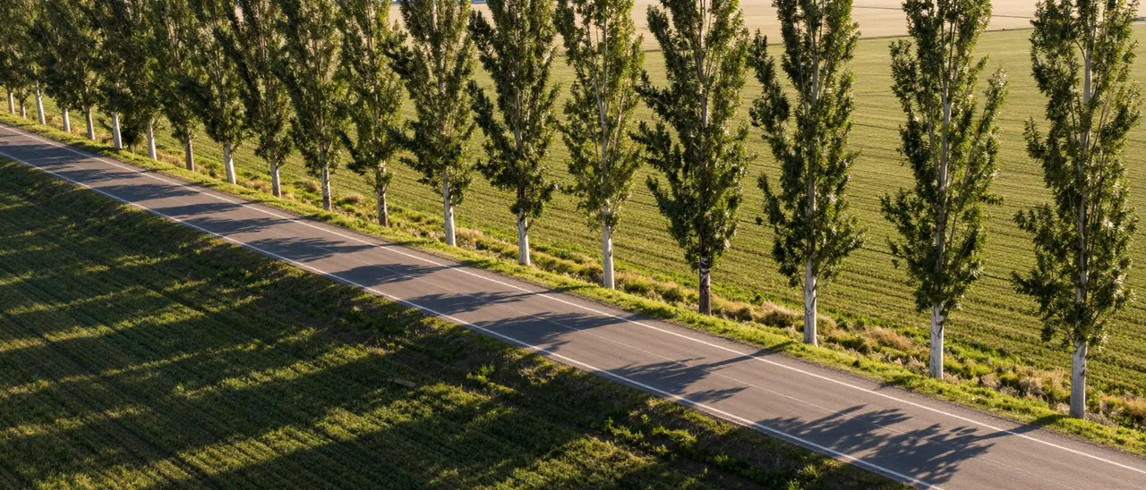 Aerial view of a straight country road lined with poplar trees casting long shadows across farm fields at golden sunset.