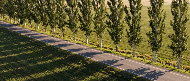 Aerial view of a straight country road lined with poplar trees casting long shadows across farm fields at golden sunset.