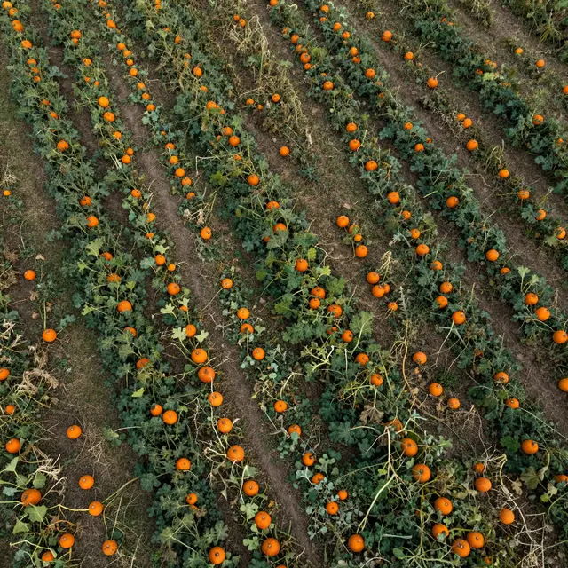 Top-down aerial view of neat rows of orange pumpkins growing among green field vines