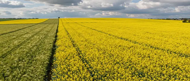 Aerial view of bright yellow rapeseed fields adjacent to green barley under a cloudy sky with soft shadow patterns