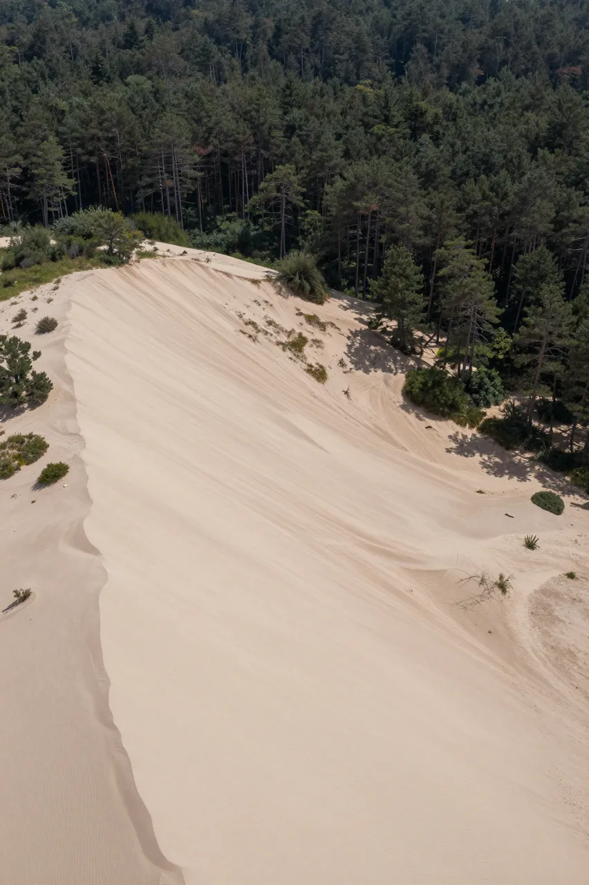 A high-angle aerial view of a pale sand dune meeting a dense dark pine forest