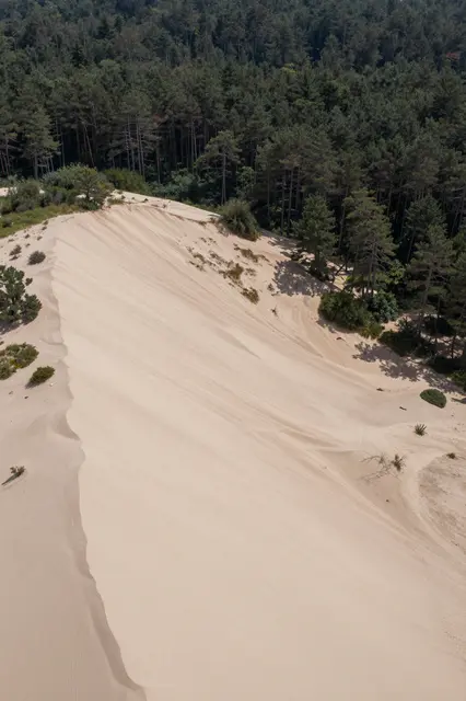 A high-angle aerial view of a pale sand dune meeting a dense dark pine forest