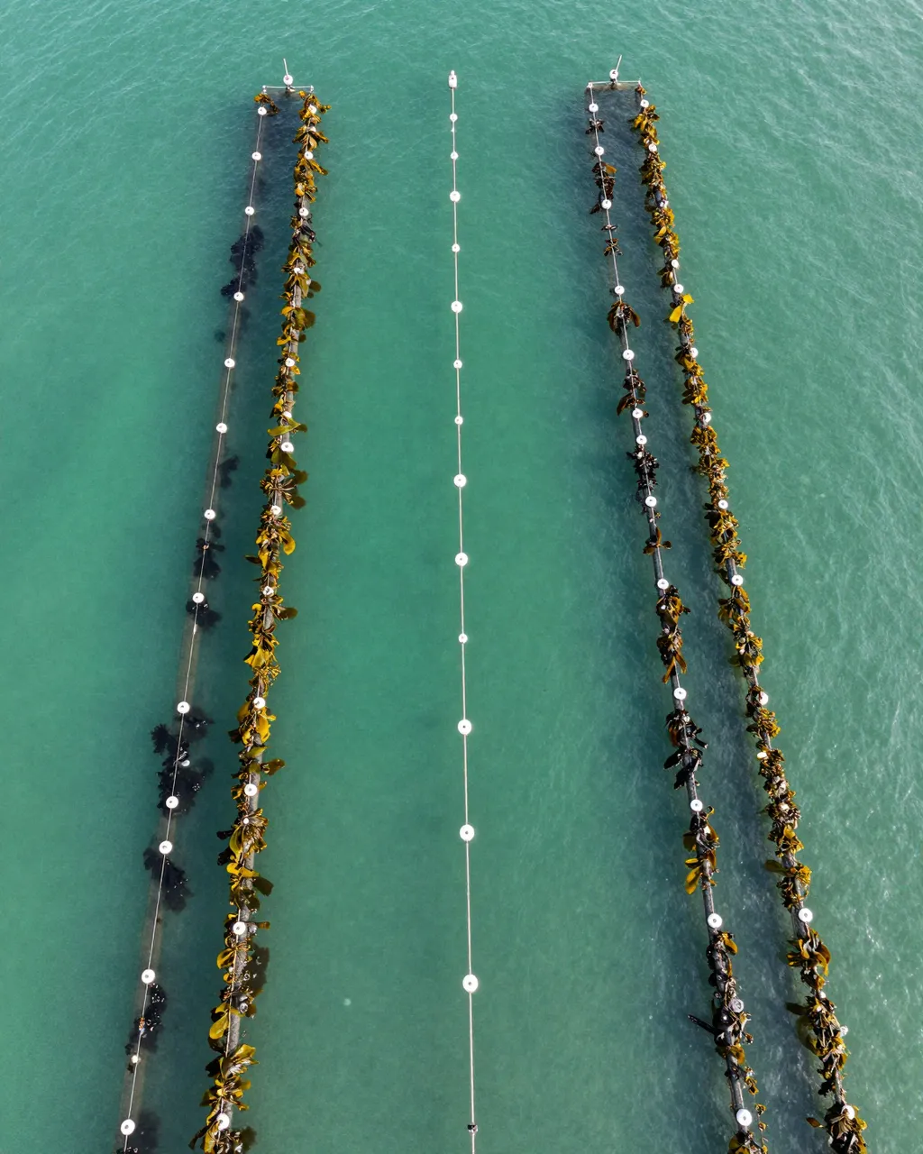 Top-down aerial view of parallel lines of seaweed farm floats across calm turquoise ocean shallows