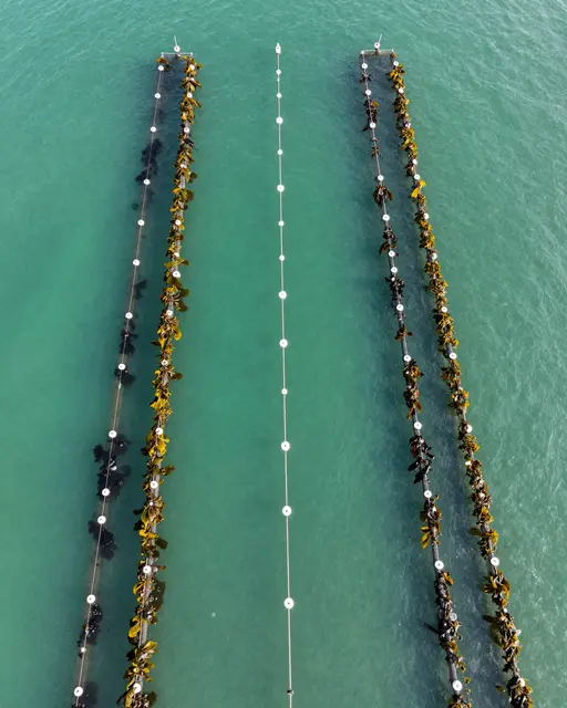 Top-down aerial view of parallel lines of seaweed farm floats across calm turquoise ocean shallows