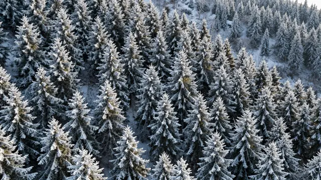 Aerial overhead view of a dense snow-dusted spruce forest covering a steep winter hillside