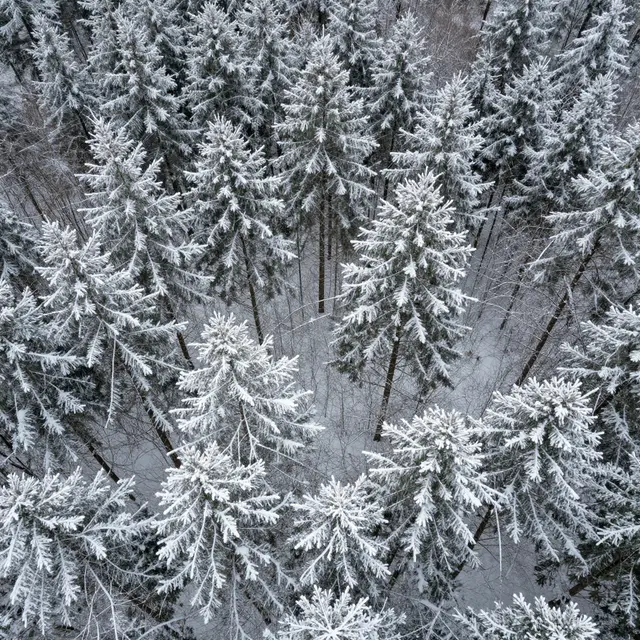 Top-down aerial view of a dense winter forest with thick snow blanketing evergreen treetops