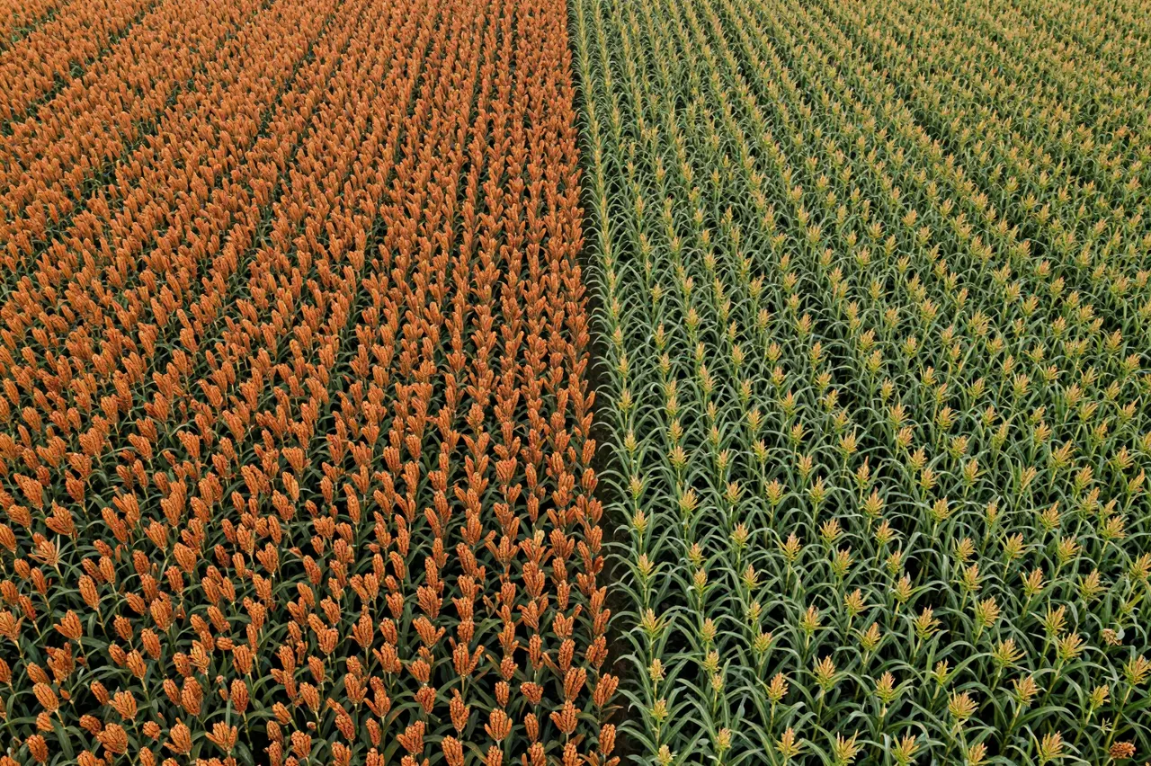 Overhead view of adjacent blocks of orange sorghum and green corn crop fields