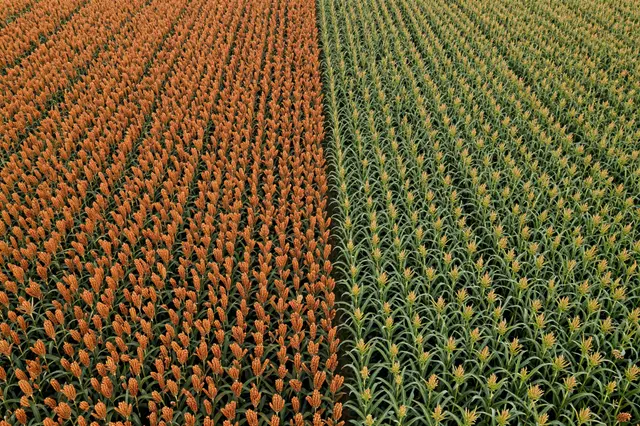 Overhead view of adjacent blocks of orange sorghum and green corn crop fields