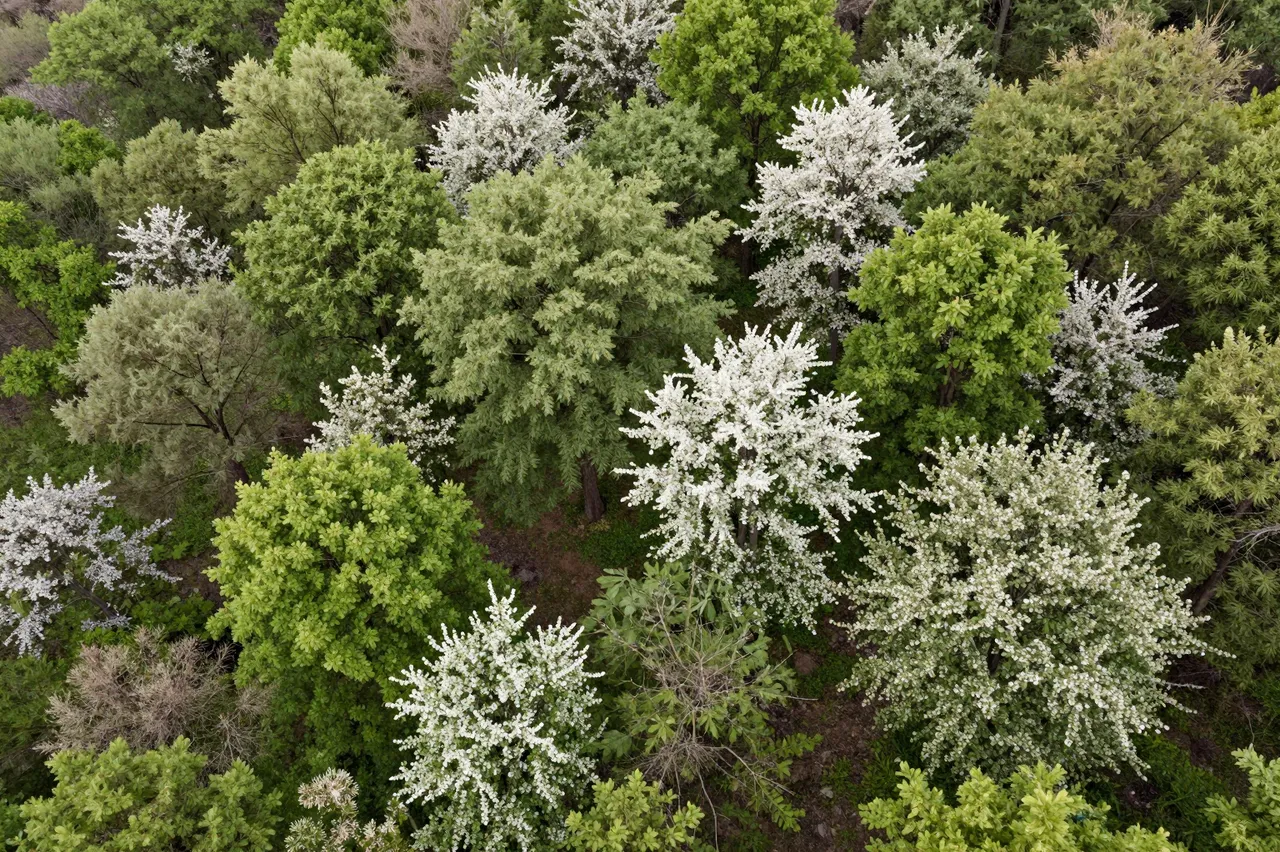 Overhead aerial view of a spring forest with pale green foliage and white blossoming trees