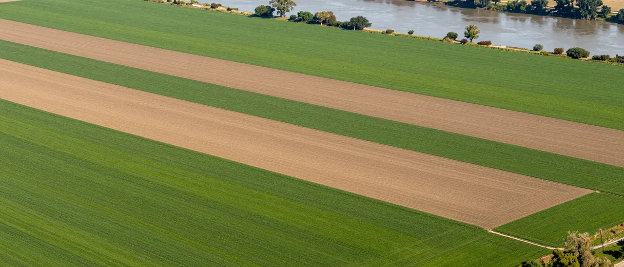 Aerial view of alternating green and brown farm strips running parallel to a slow river.