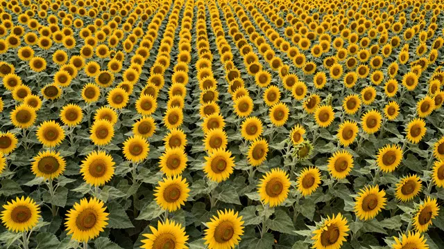 Straight-down aerial view of neatly aligned rows of blooming sunflower heads across a wide field