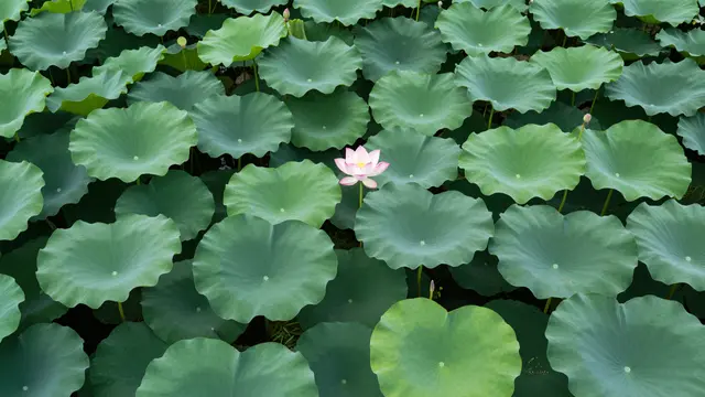 A top-down view of dense green lotus leaves with a single blooming pink lotus flower centered among the foliage.