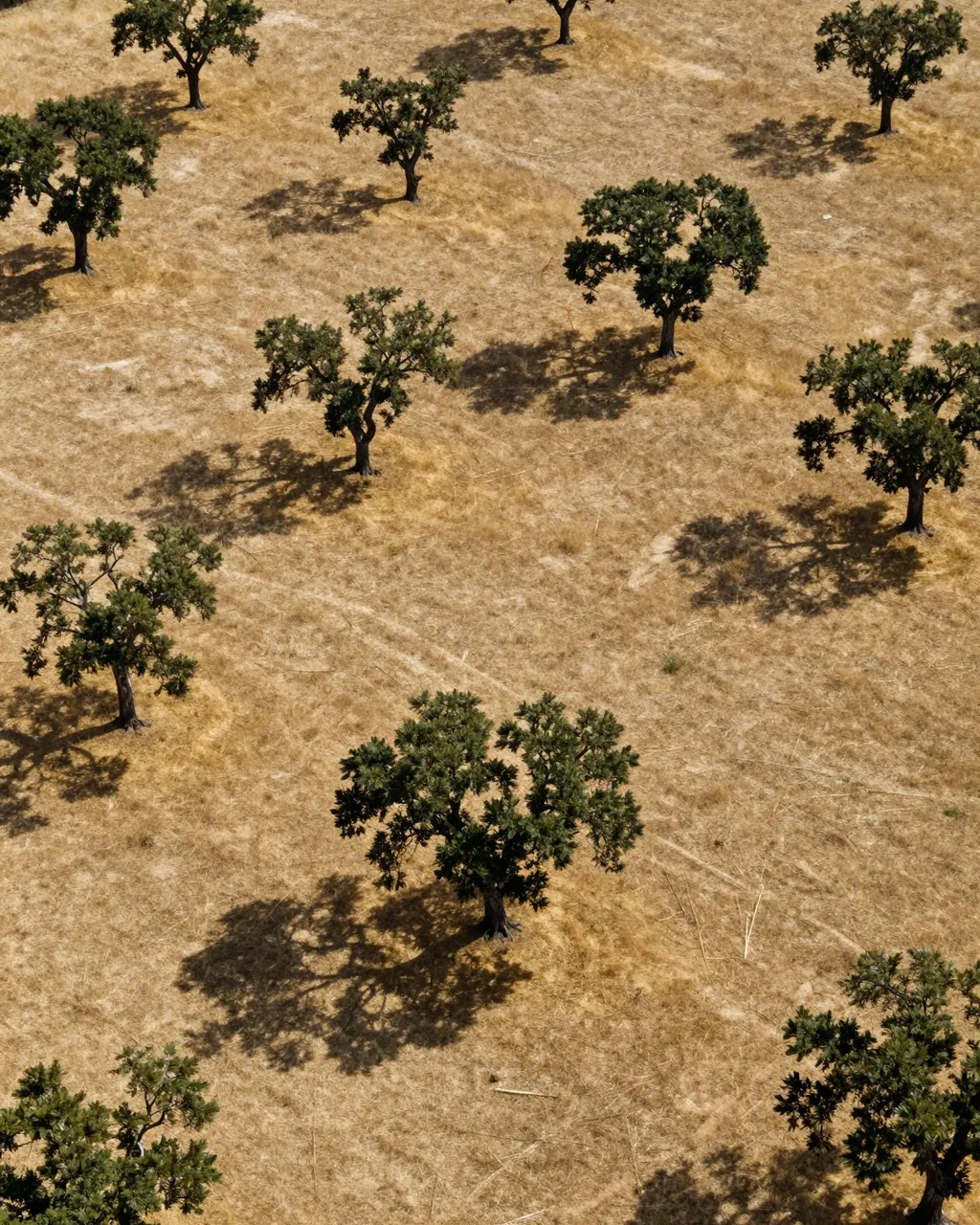 Aerial perspective of scattered green cork oaks casting long shadows across a dry golden summer pasture