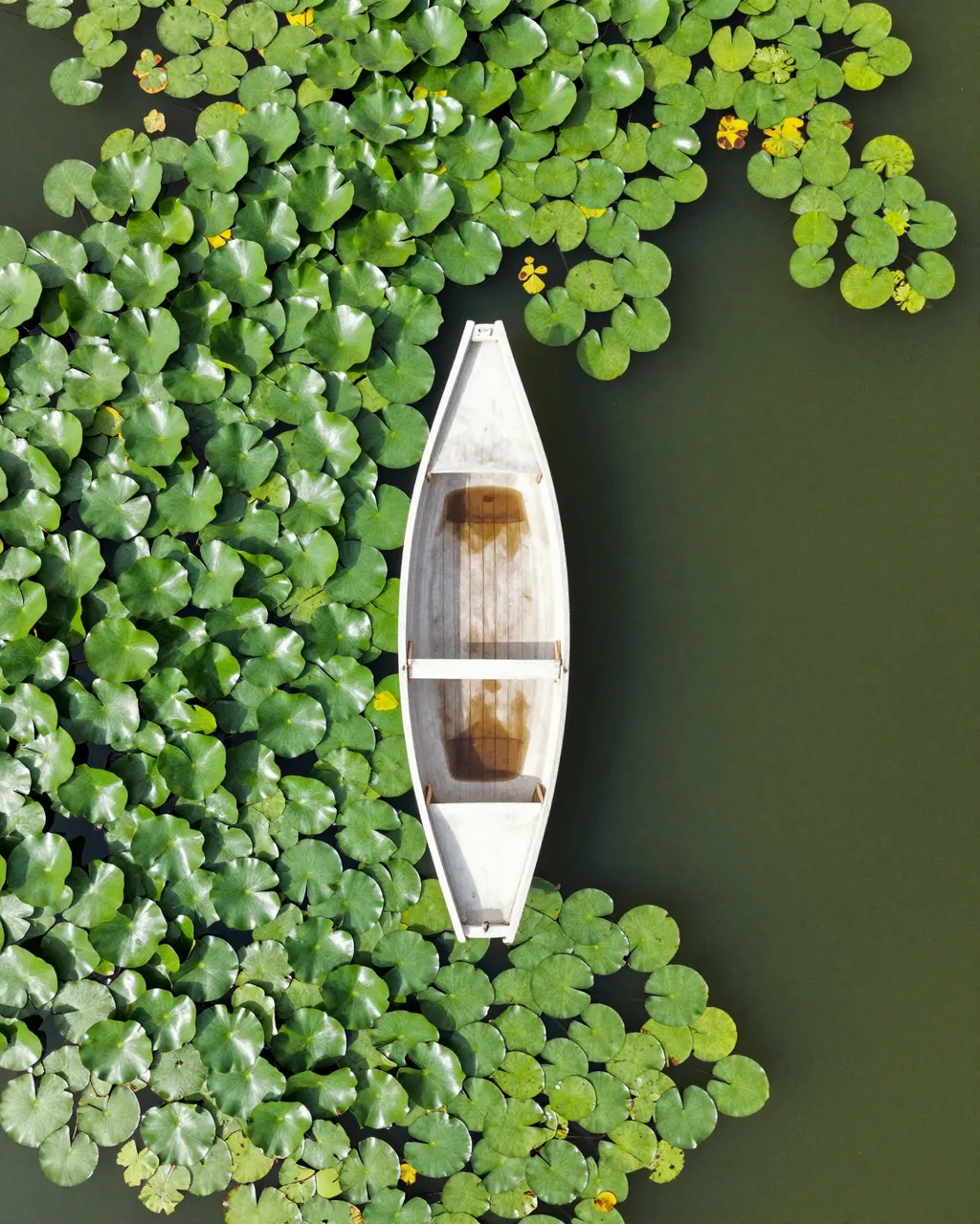 Top-down aerial view of a small white rowboat floating beside dense lily pads on a green pond
