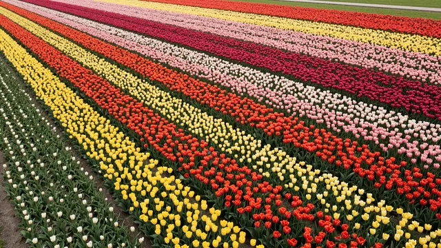 Aerial perspective of neatly arranged tulip fields in alternating colorful horizontal bands