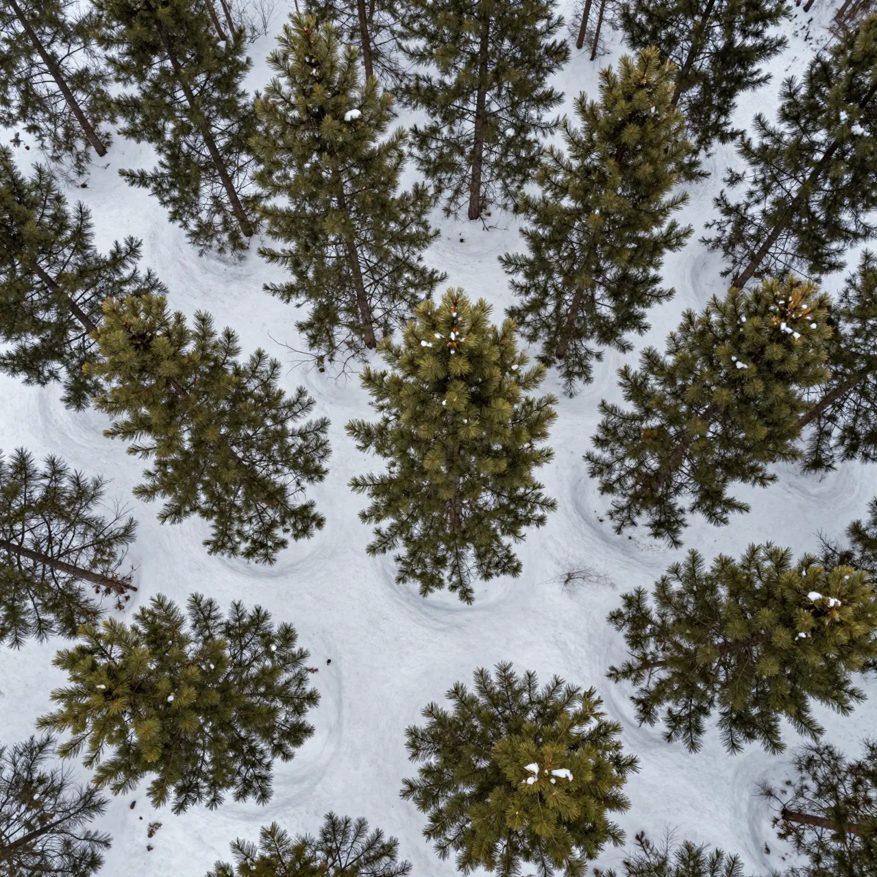 Top-down aerial view of pine trees standing in fresh undisturbed snow