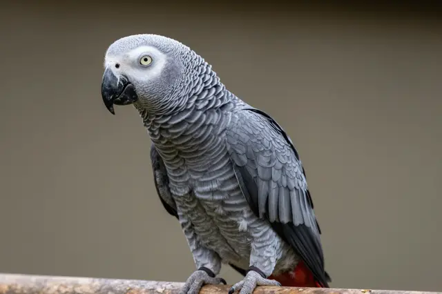 An African grey parrot perched on a wooden branch against a soft blurred neutral background