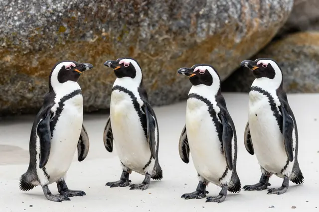 Four African penguins stand in a row on pale sand beside large weathered boulders
