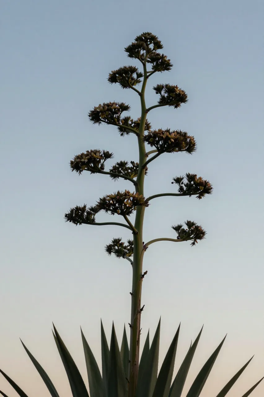 Silhouetted agave plant with tall flower stalk against a soft gradient evening sky