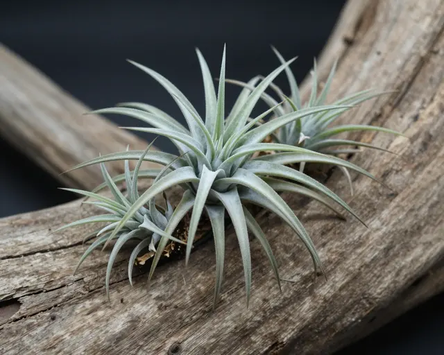 Silvery green air plants rest arranged on a weathered piece of driftwood against a dark blurred background.