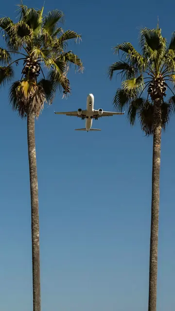A commercial jet flies directly overhead between two tall palm trees against a clear deep blue sky