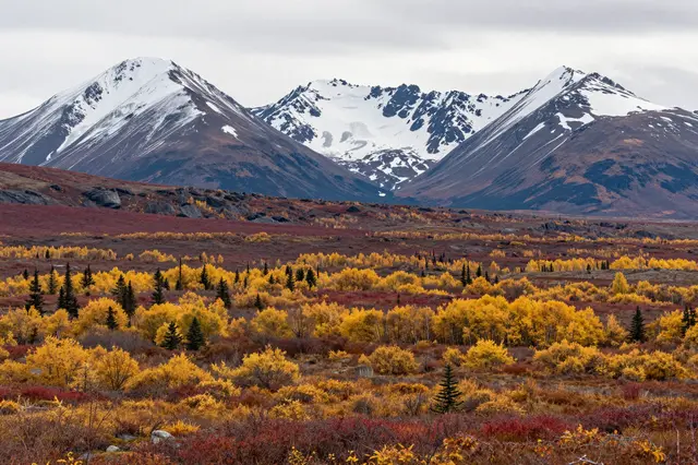 Golden and red autumn tundra stretches below snow-capped Alaska mountain peaks under an overcast sky