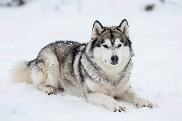 A fluffy Alaskan Malamute lies calmly on a blanket of deep white snow.