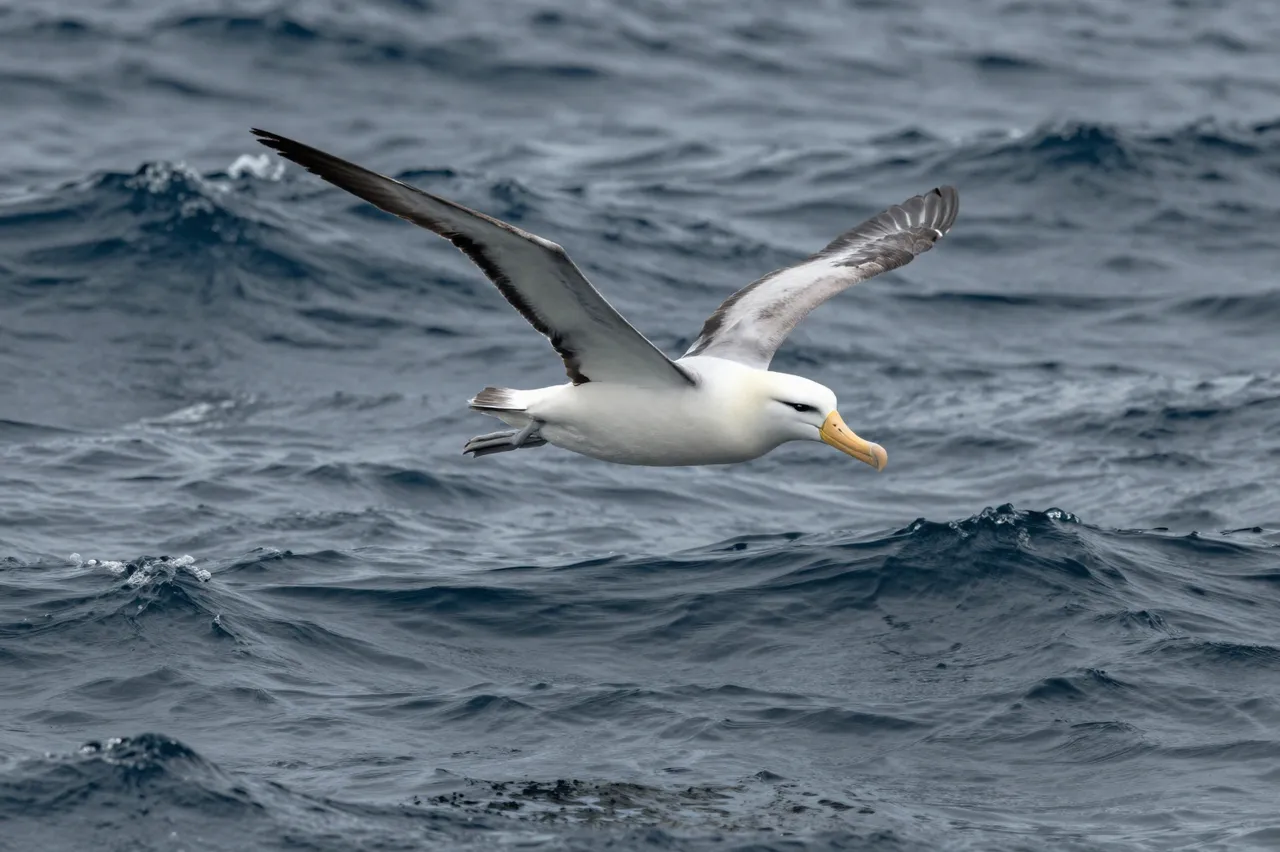 A white and gray albatross glides low over rolling dark blue ocean waves.