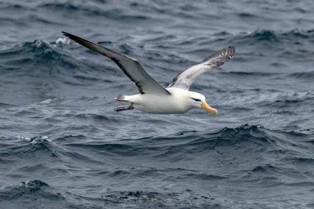 A white and gray albatross glides low over rolling dark blue ocean waves.
