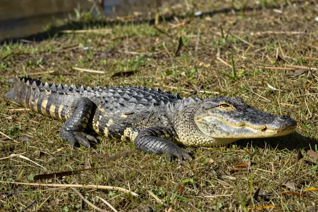 Side profile of a closed-mouth alligator resting on a sunlit grassy bank