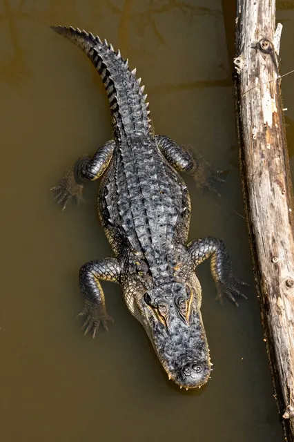 A top-down aerial view shows an alligator floating in tea-colored water next to a weathered fallen log.