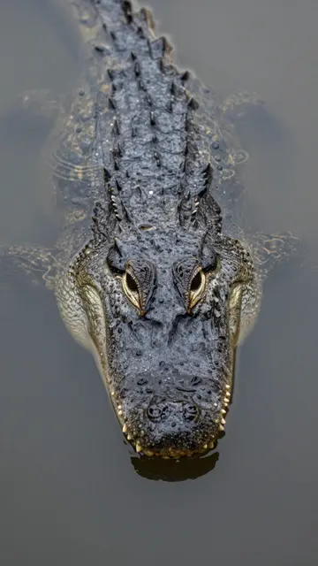 Close up of an alligator's head rising still from calm dark murky water