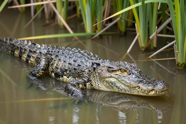 A crocodilian rests partially submerged in murky shallow water surrounded by aquatic reeds
