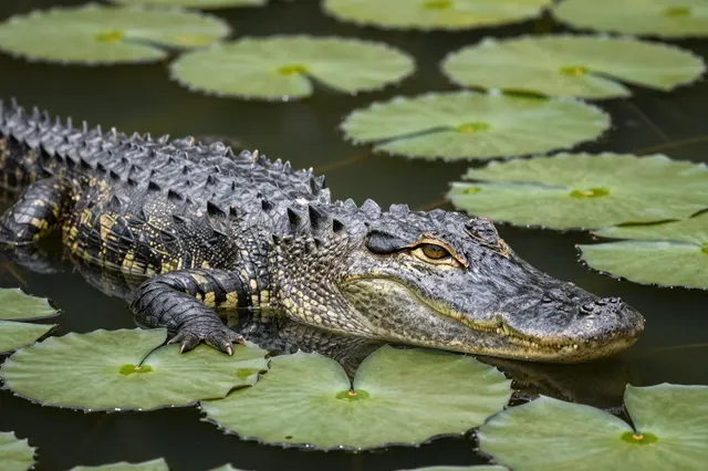 An alligator floats partially submerged in dark swamp water surrounded by green lily pads.