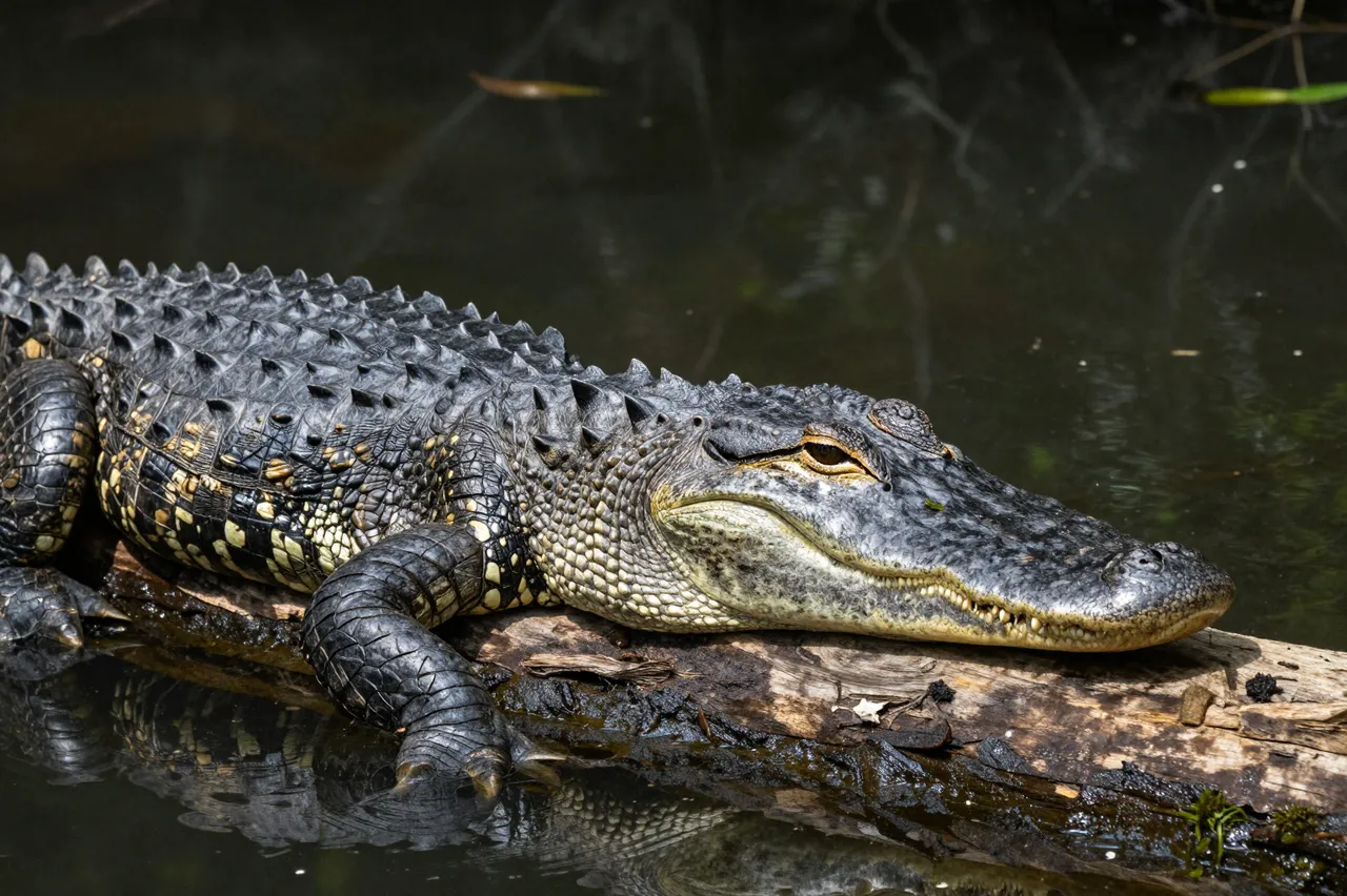 An alligator with armored scaly skin rests on a weathered log over dark swamp water in bright sunlight