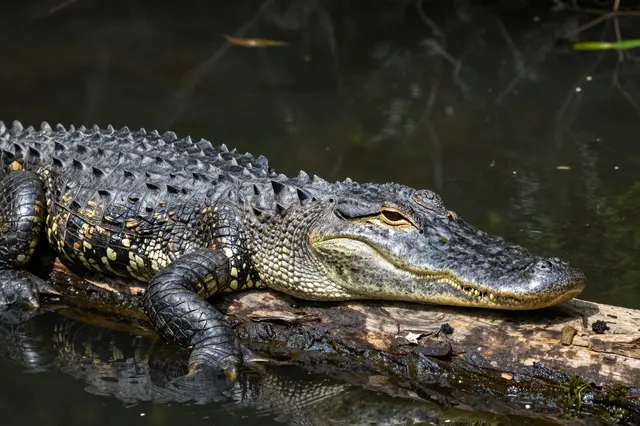 An alligator with armored scaly skin rests on a weathered log over dark swamp water in bright sunlight