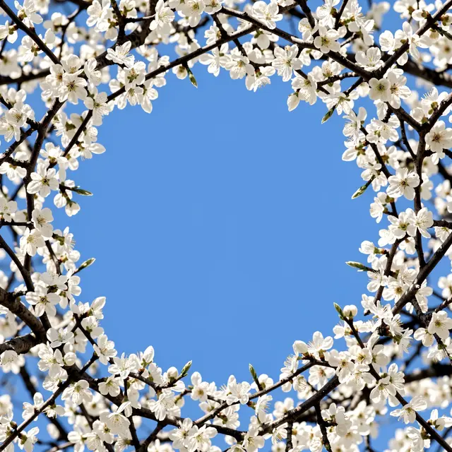 Delicate white almond blossom flowers on dark branches form a border around clear bright blue empty sky.