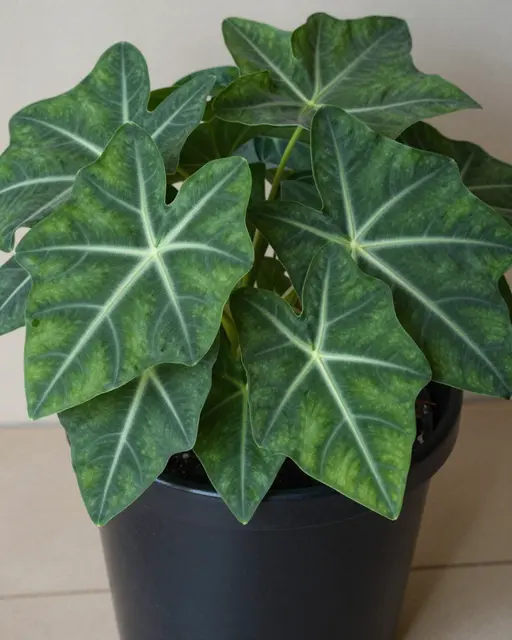 A healthy alocasia houseplant with veined shield-shaped leaves sits in a matte black plastic pot
