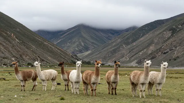 A group of alpacas stand in a grassy mountain valley beneath low overcast clouds.
