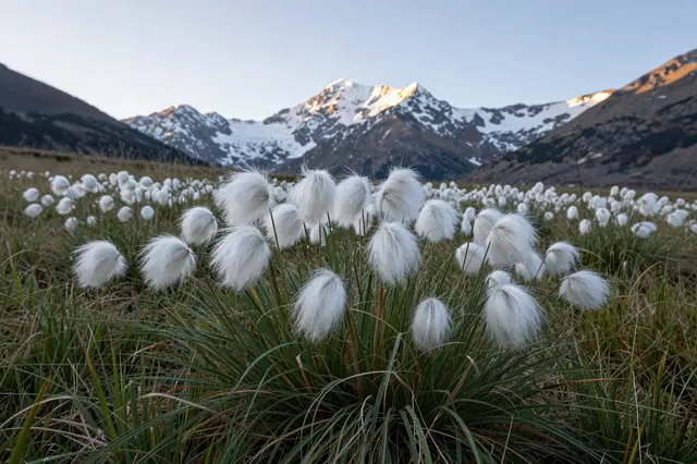 White cotton grass tufts fill an alpine meadow as first dawn light hits snow-capped mountain peaks