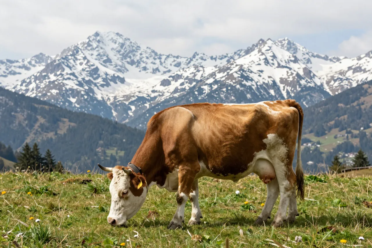 Brown and white alpine cow grazing on grass below snow-capped mountain peaks