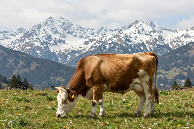 Brown and white alpine cow grazing on grass below snow-capped mountain peaks