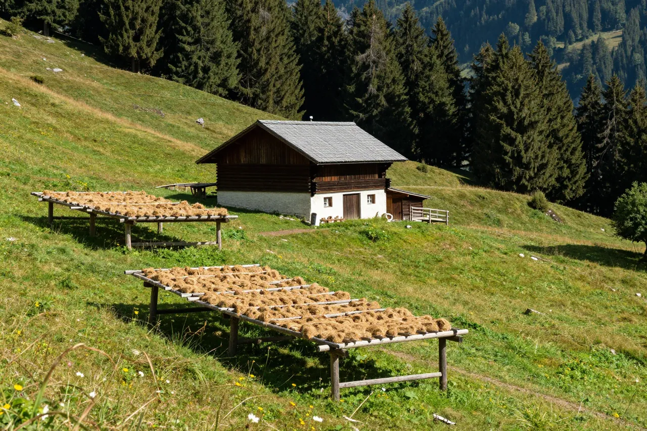 Hay spread on wooden drying racks sits on a steep alpine meadow with a small barn and dark pine trees behind