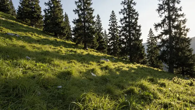 Low warm evening light casts long pine shadows across a sloped alpine meadow at treeline