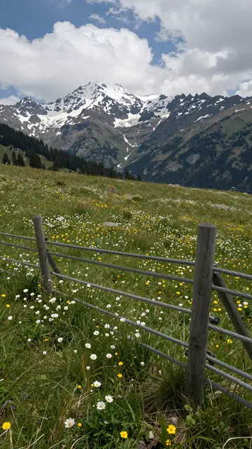 A wire fence lines a wildflower alpine meadow leading toward a snow-capped mountain under puffy afternoon clouds