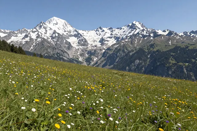 A sunlit alpine meadow full of wildflowers stretches out beneath snow-capped mountain peaks under a clear blue sky