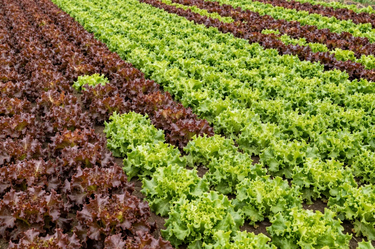 Aerial view of neat parallel alternating rows of red and green leaf lettuce growing on a farm
