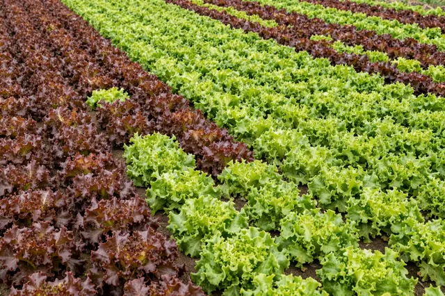 Aerial view of neat parallel alternating rows of red and green leaf lettuce growing on a farm